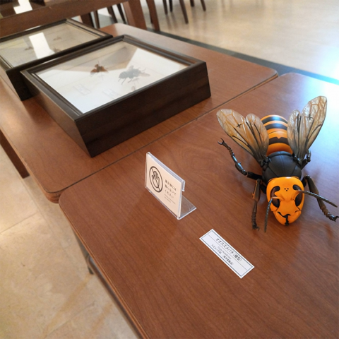 展示されている蜂の標本